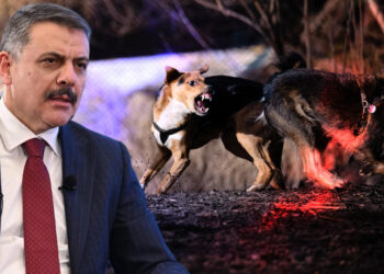 3 Belediye Başkanı Hakkında 'Sokak Köpeği' Soruşturması