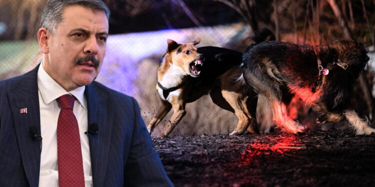 3 Belediye Başkanı Hakkında 'Sokak Köpeği' Soruşturması
