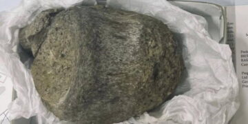 Arşiv çekmecesinden çıkan tarihi keşif: Antarktika’nın ilk dinozoru olduğu anlaşıldı