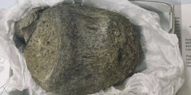 Arşiv çekmecesinden çıkan tarihi keşif: Antarktika’nın ilk dinozoru olduğu anlaşıldı