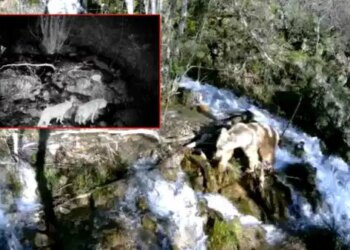 Yaban hayatı fotokapanlara yansıdı: Bozayı, kurt ve yaban keçisi aynı karede