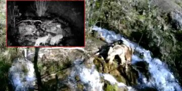Yaban hayatı fotokapanlara yansıdı: Bozayı, kurt ve yaban keçisi aynı karede