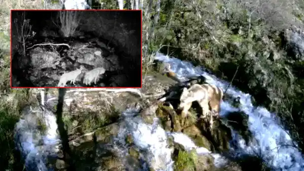 Yaban hayatı fotokapanlara yansıdı: Bozayı, kurt ve yaban keçisi aynı karede