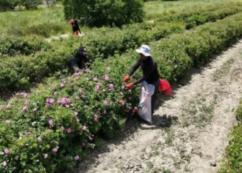 Isparta’nın pembe hazinesinin değeri dudak uçuklattı! 4 ton gülden elde ediliyor: Kilosu 645 bin TL’ye alıcı buluyor