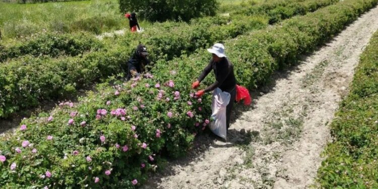 Isparta’nın pembe hazinesinin değeri dudak uçuklattı! 4 ton gülden elde ediliyor: Kilosu 645 bin TL’ye alıcı buluyor