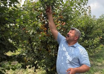 Ziraat mühendisinin tavsiyesiyle dikti, rekor hasada ulaştı