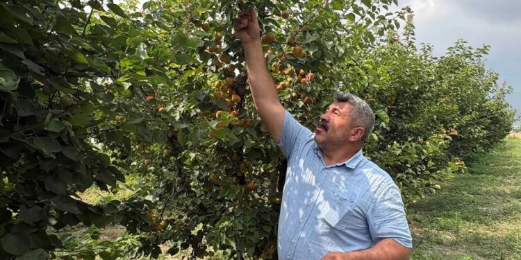 Ziraat mühendisinin tavsiyesiyle dikti, rekor hasada ulaştı