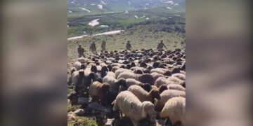 Yaylaya çıkan koçerlere asker ve korucular saldırdı
