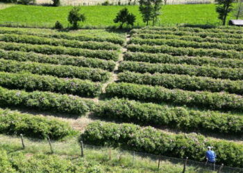 Bölge halkının en önemli gelir kaynağı: Dönüm başına 1 Ton beklenti….