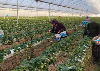 Eşini ikna etmek için seraya adını verdi: Şimdi taleplere yetişemiyorlar!