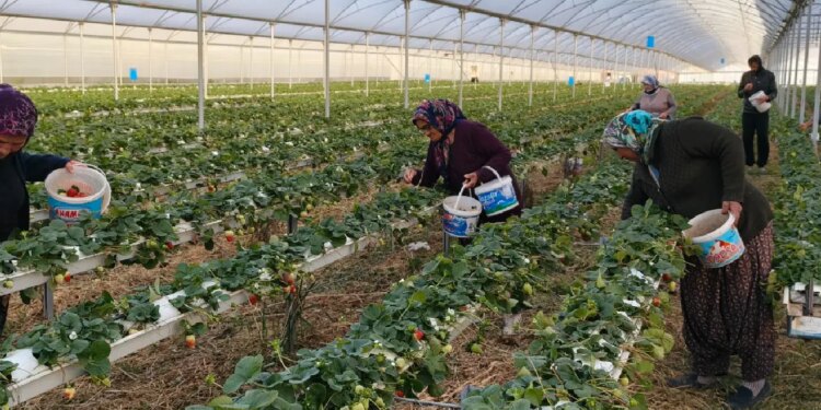 Eşini ikna etmek için seraya adını verdi: Şimdi taleplere yetişemiyorlar!