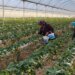Eşini ikna etmek için seraya adını verdi: Şimdi taleplere yetişemiyorlar!