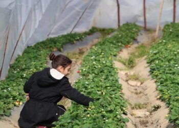 Sıfırdan başlayıp ilk yılında başardı: İlk hasatta 1 ton mahsul elde etti…