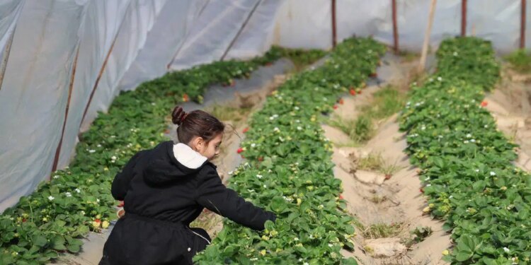 Sıfırdan başlayıp ilk yılında başardı: İlk hasatta 1 ton mahsul elde etti…