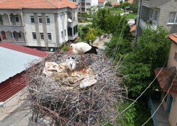 Sivas Şarkışla’da ‘leylekli mahalle’ sakinlerinden örnek karar: Yuvalı direkler kaldırılmayacak