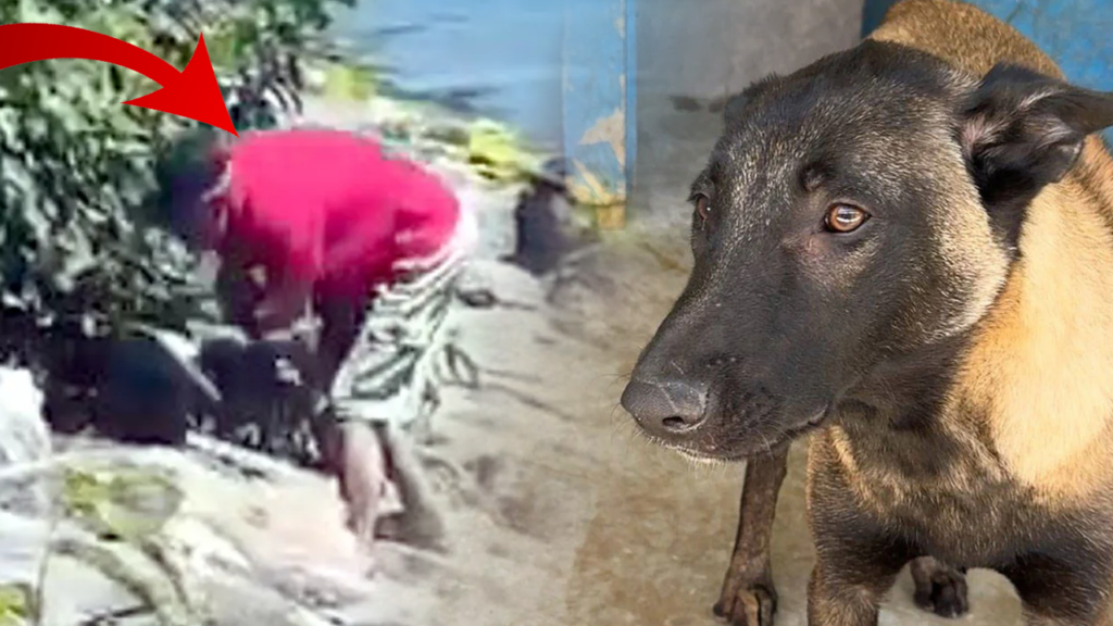 Avcılar'da Köpeğe Şiddet Uygulamıştı! O Saldırgan Tutuklandı
