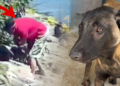 Avcılar'da Köpeğe Şiddet Uygulamıştı! O Saldırgan Tutuklandı