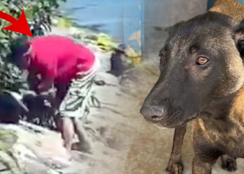Avcılar'da Köpeğe Şiddet Uygulamıştı! O Saldırgan Tutuklandı