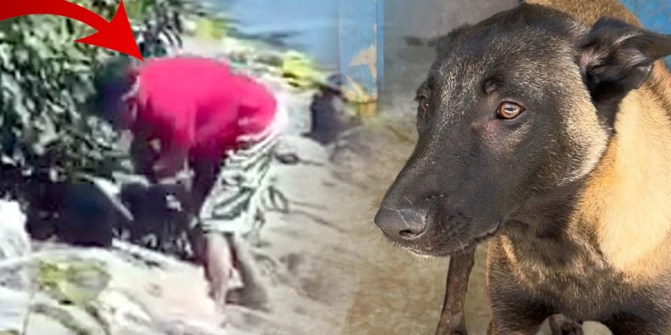 Avcılar'da Köpeğe Şiddet Uygulamıştı! O Saldırgan Tutuklandı