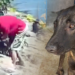 Avcılar'da Köpeğe Şiddet Uygulamıştı! O Saldırgan Tutuklandı