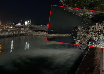 İstanbul Bakırköy'de Toplu Balık Ölümleri Paniğe Neden Oldu: AFAD Harekete Geçti