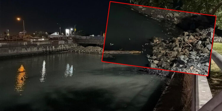 İstanbul Bakırköy'de Toplu Balık Ölümleri Paniğe Neden Oldu: AFAD Harekete Geçti