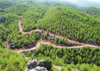 Kamuda Orman Yağması! 45 Dönümlük Araziyi Aralarında Bölüşmüşler