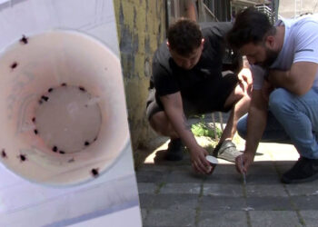 Sarıyer’de Kene İstilası: 'Bir Haftada 500 Kene Öldürdük' Diyen Mahalleli İsyanda