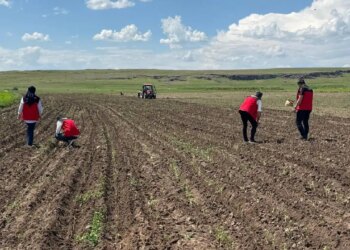 Denizli’den getirdi, Patnos’a ekti: Bir kere dikiliyor, 15 yıl kazandırıyor