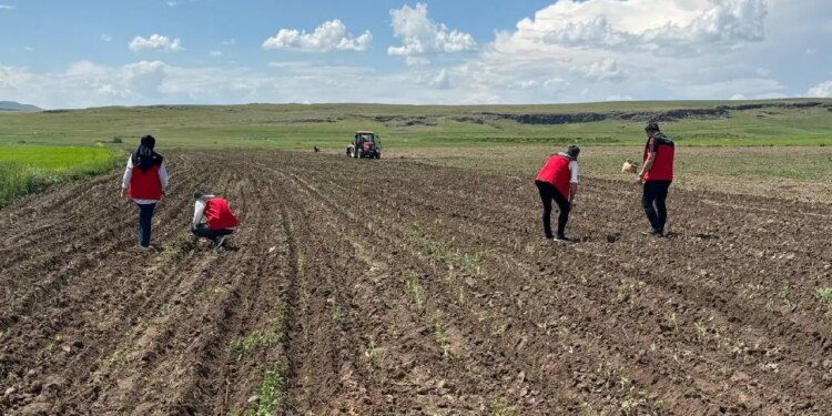 Denizli’den getirdi, Patnos’a ekti: Bir kere dikiliyor, 15 yıl kazandırıyor