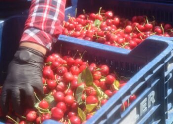Üreticinin yıl boyu süren emeği dalından toplanıyor: Honaz’da ilk hasat başladı