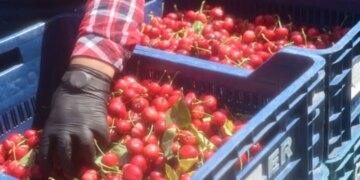 Üreticinin yıl boyu süren emeği dalından toplanıyor: Honaz’da ilk hasat başladı