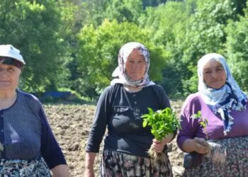 Çukurören’in tescilli lezzetinde ekim başladı: 162 yıllık tarım mirasına çimento tehdidi!