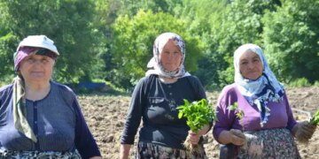 Çukurören’in tescilli lezzetinde ekim başladı: 162 yıllık tarım mirasına çimento tehdidi!
