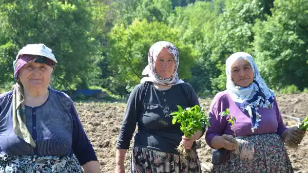 Çukurören’in tescilli lezzetinde ekim başladı: 162 yıllık tarım mirasına çimento tehdidi!
