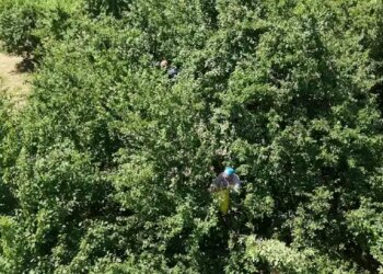 Eşme’nin tescilli lezzeti: Yüksek rekolte fiyatları aşağı çekti