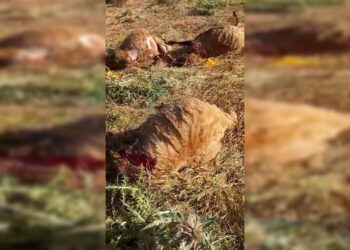 Hîzan’da korucular koyunlara saldırdı, yüzden fazla koyun öldü