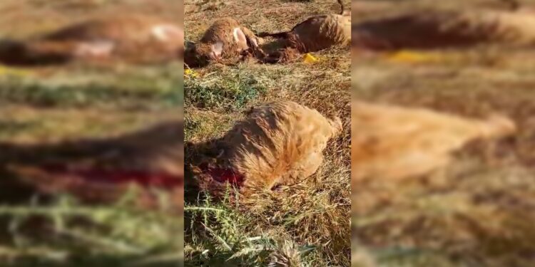 Hîzan’da korucular koyunlara saldırdı, yüzden fazla koyun öldü