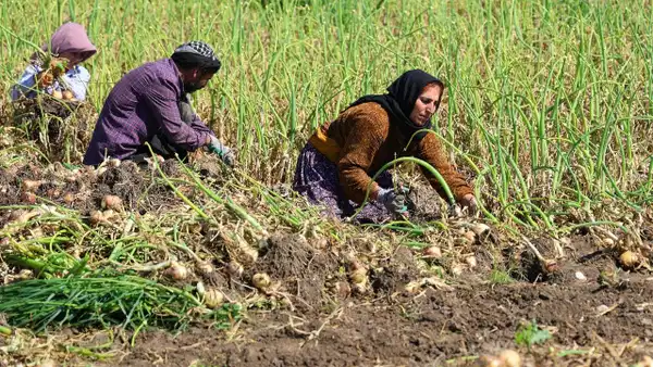 Suruç Ovası’nda 20 milyon liralık hasat mesaisi!