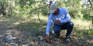 Ormanda yetişen altın: Kilosu bin lira olunca, toplamak için dağlara akın ediyorlar