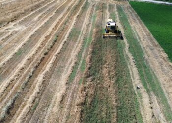 Bafra Ovası’nda hasat başladı: Bölge ekonomisinin temel gelir kaynağı