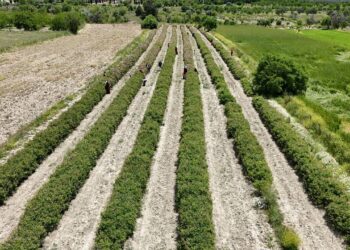 Isparta Ovası’nda hasat başladı: Kilosu 12 bin Euro…