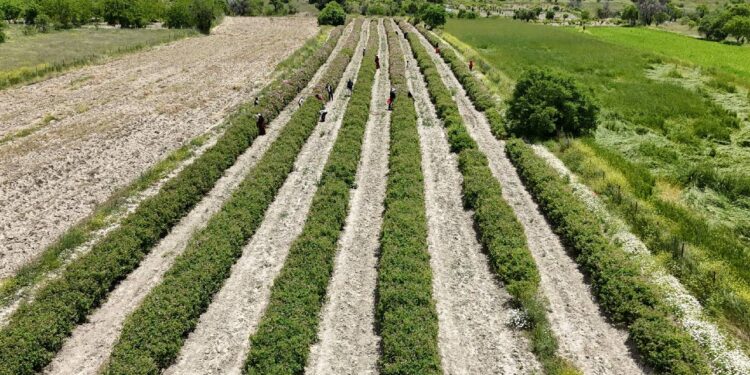 Isparta Ovası’nda hasat başladı: Kilosu 12 bin Euro…