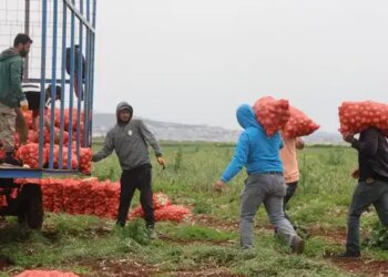 Amik Ovası’nda yetişiyor: Dönüm başına 5 ton mahsul verdi….