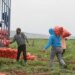 Amik Ovası’nda yetişiyor: Dönüm başına 5 ton mahsul verdi….
