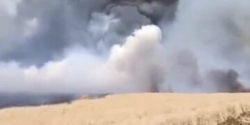 Qoser’de 500 dönüm ekili arazi küle döndü