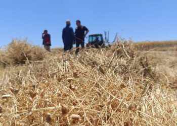 Yozgat’ta 225 bin dekarlık dev hasat başladı: Rekor rekolte…