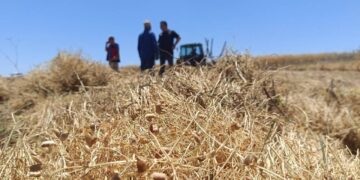 Yozgat’ta 225 bin dekarlık dev hasat başladı: Rekor rekolte…