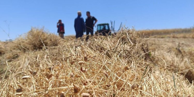 Yozgat’ta 225 bin dekarlık dev hasat başladı: Rekor rekolte…