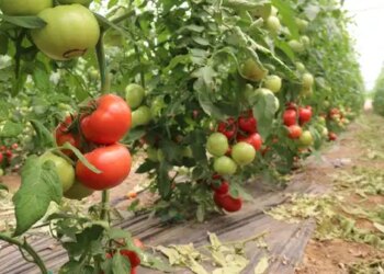 Hatay’da hasat başladı: Tarlada 15, tezgahta 30 TL!